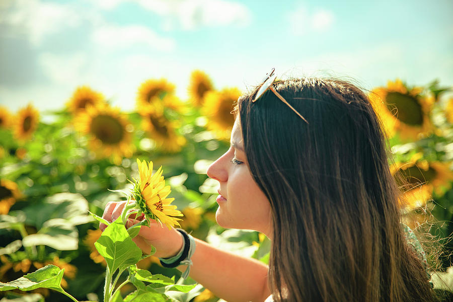 Young Brunette Girl Smelling A Sunflower In A Field Of Sunflowers ...