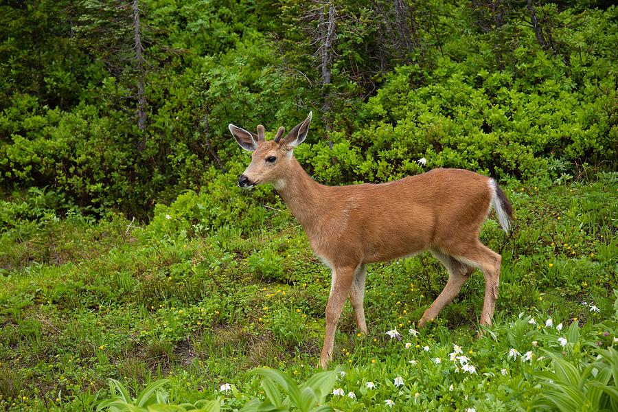 Young buck along the trail Photograph by Lynn Hopwood