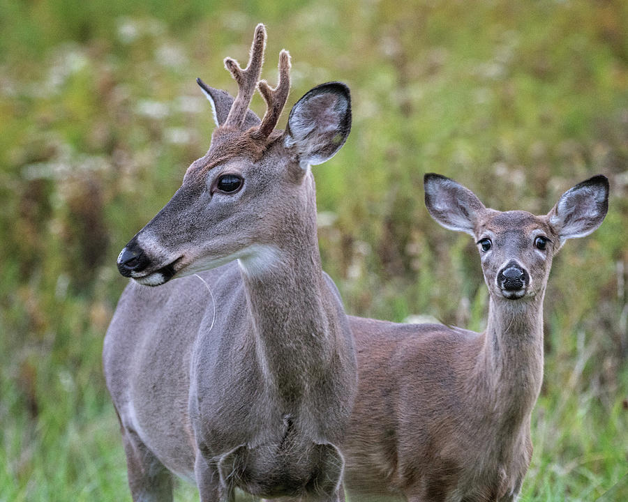 Young Buck and friend Photograph by Jaki Miller