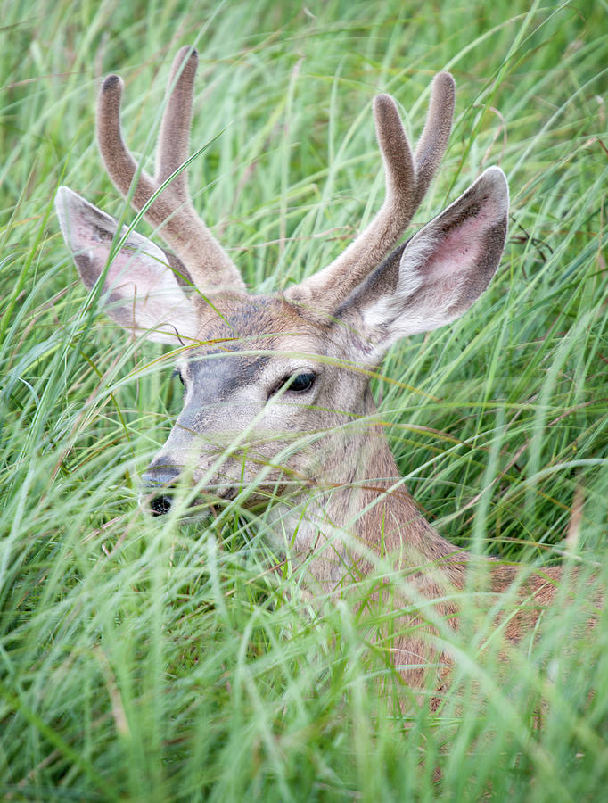 Young Buck Deer Hiding In The Meadows Photograph by 4fr