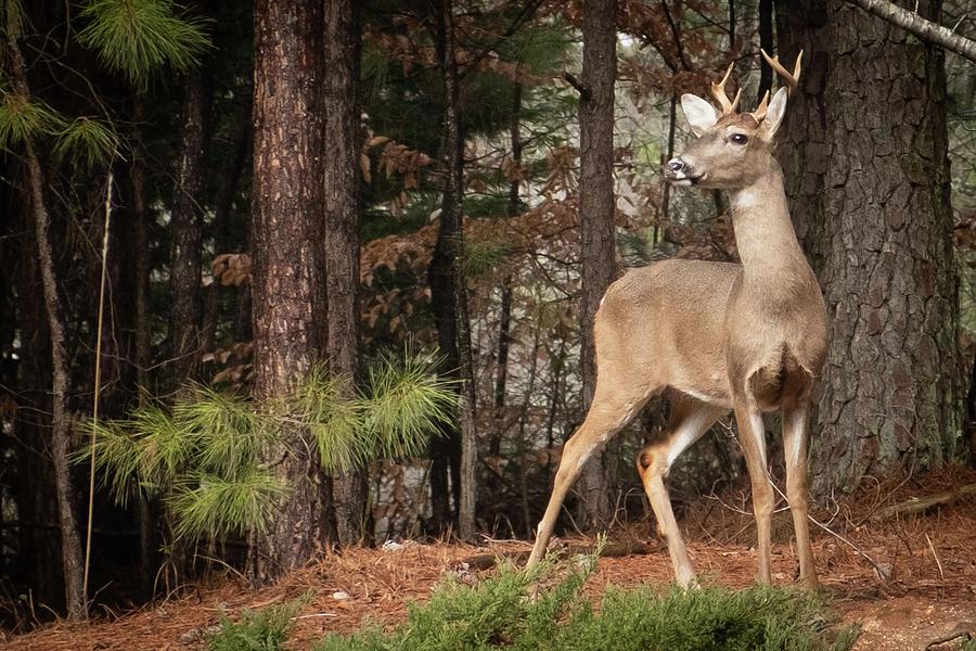 Young Buck Deer In Pine Forest Photograph by Cavan Images
