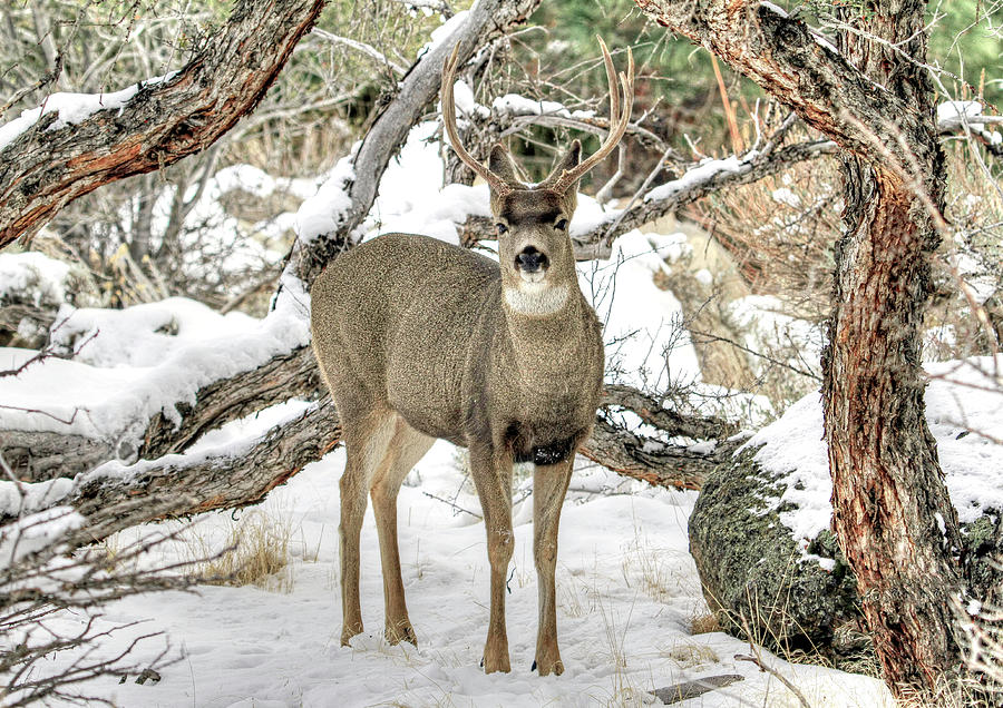 Young Buck Photograph by Donna Kennedy - Fine Art America