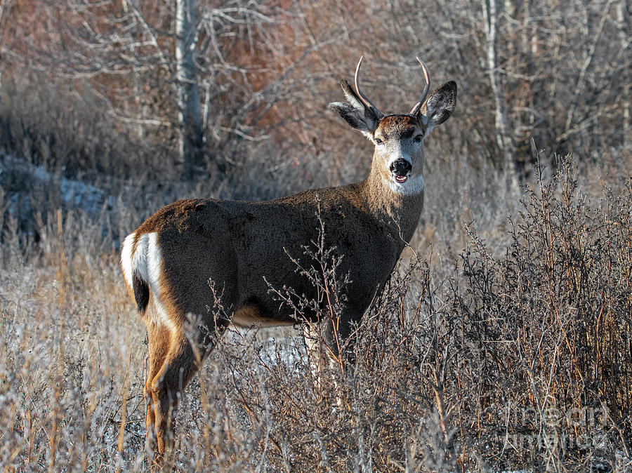 Deer Photograph - Young Buck by Michael Dawson