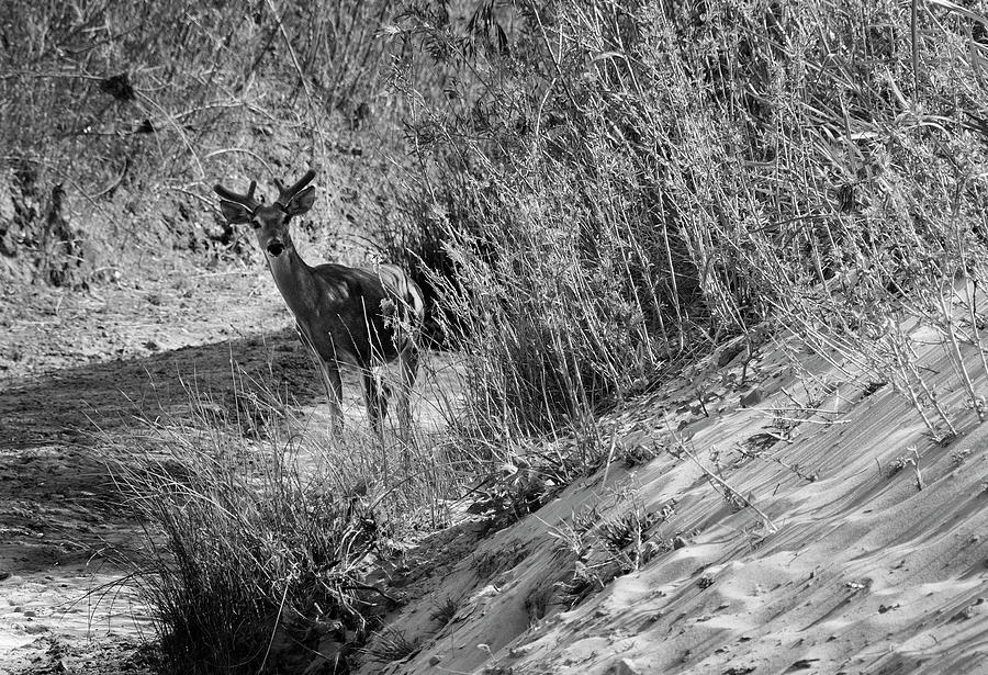 Young Buck - Palo Duro Canyon State Park, Texas Photograph by Richard Porter