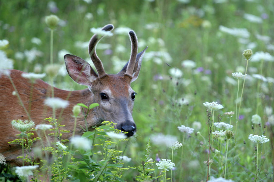 Deer Photograph - Young Buck by Robert Goldwitz