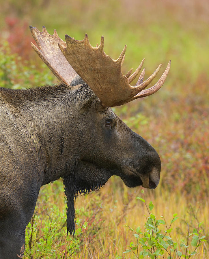 Young Bull Moose In Fall Tundra, Alaska Photograph by Eastcott Momatiuk
