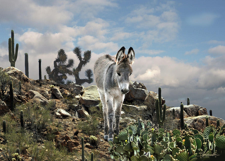 Young Burro Of The Sonoran Desert Digital Art by M Spadecaller