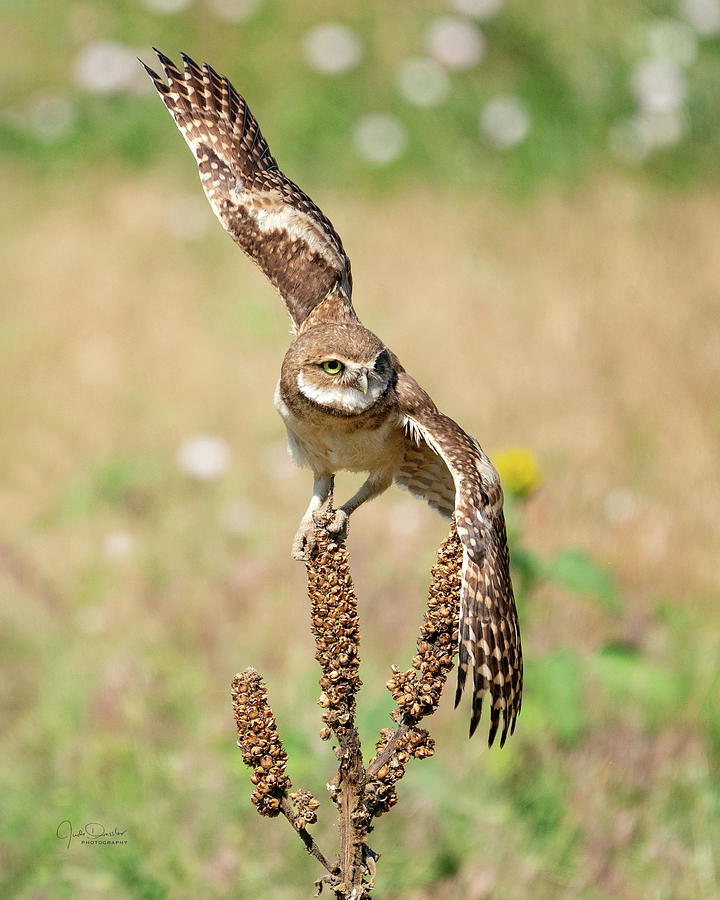 Young Burrowing Owl on Mullein Photograph by Judi Dressler