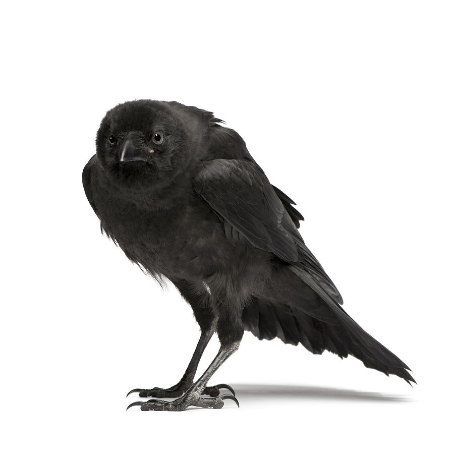Young Carrion Crow Corvus Corone In Front Of A White Background Image Digital Art By Caids Ados