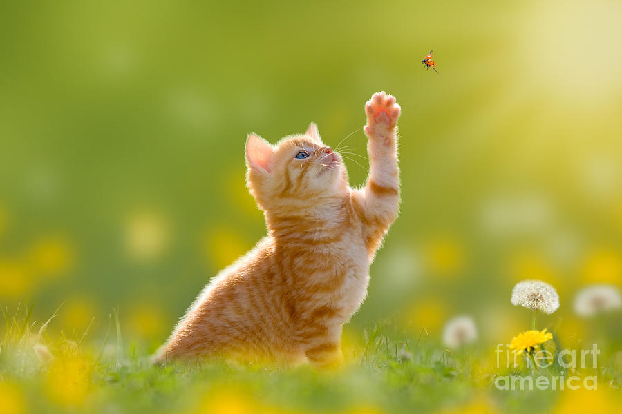 Small Photograph - Young Cat Kitten Hunting A Ladybug by Photo-sd Small Photograph - Young Cat Kitten Hunting A Ladybug by Photo-sd