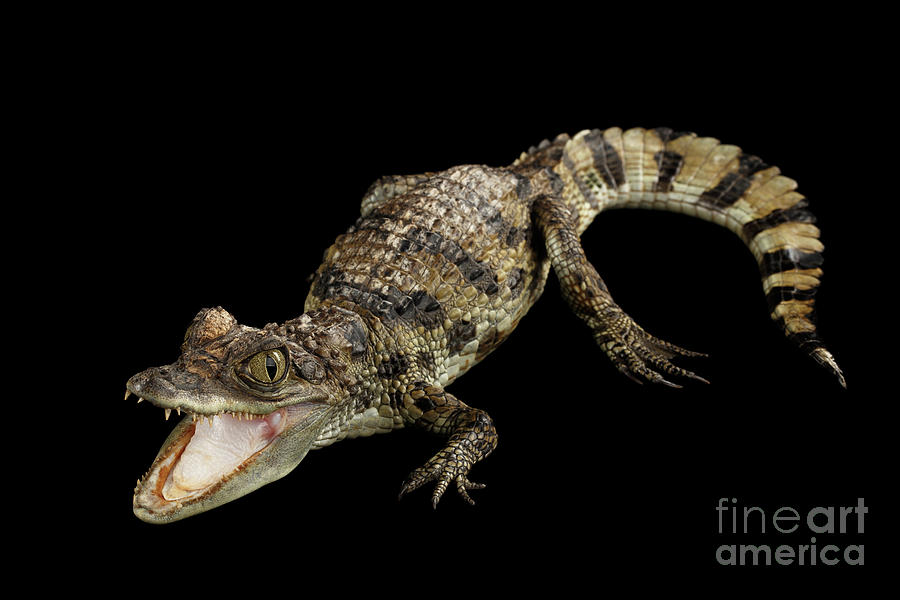 Crocodile Photograph - Young Cayman Crocodile by Sergey Taran