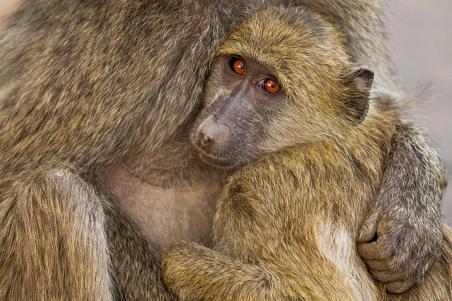 Young Chacma Baboon Snuggling Photograph by Sebastian Kennerknecht