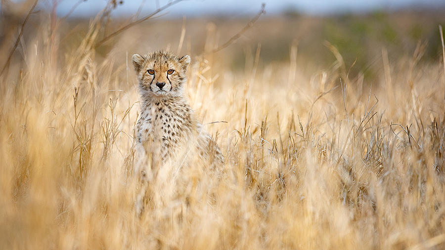 Young Cheetah Photograph by Joan Gil Raga