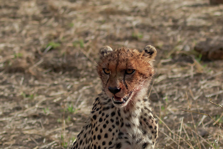 Young Photograph - Young Cheetah by Thomas Kallmeyer Young Photograph - Young Cheetah by Thomas Kallmeyer