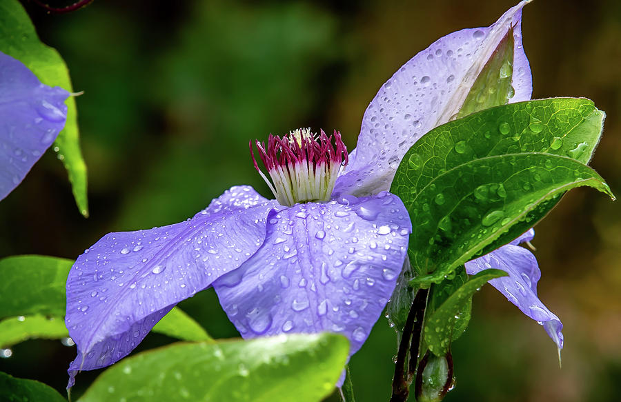 Young Clematis in the rain Digital Art by Ed Stines