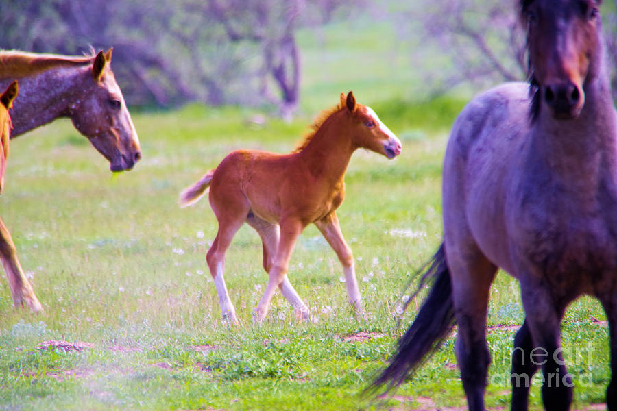 Horse Photograph - Young Colt Guarded By A Stallion by Jeff Swan Horse Photograph - Young Colt Guarded By A Stallion by Jeff Swan