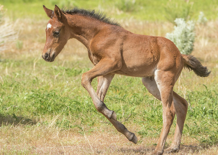 Young Colt Photograph by Marc Crumpler