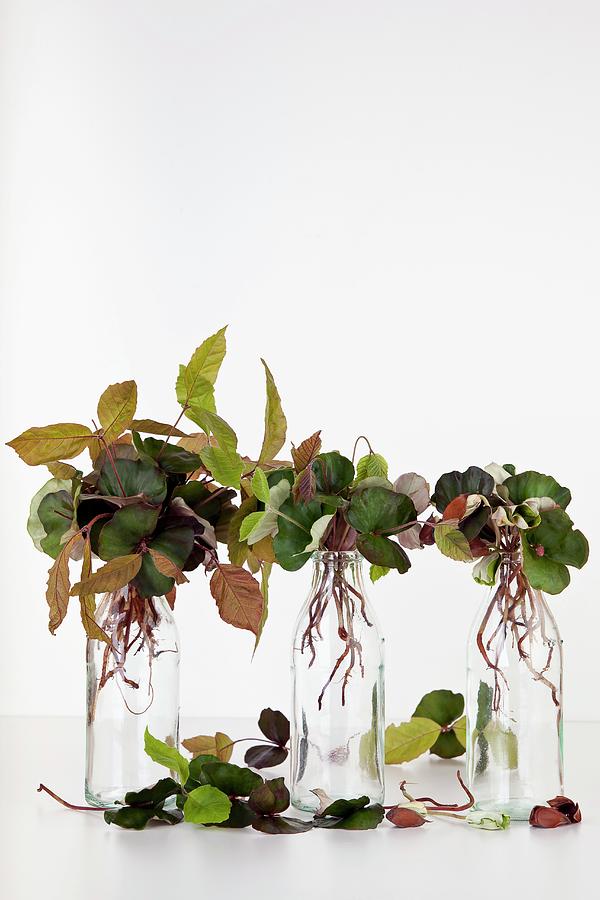 Young Copper Beech Shoots In Small Glass Bottles Photograph by Atelier Hmmerle