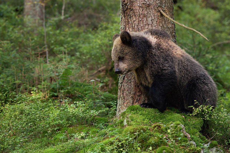 Young cub... Brown Bear Photograph by Ralf Kistowski - Fine Art America