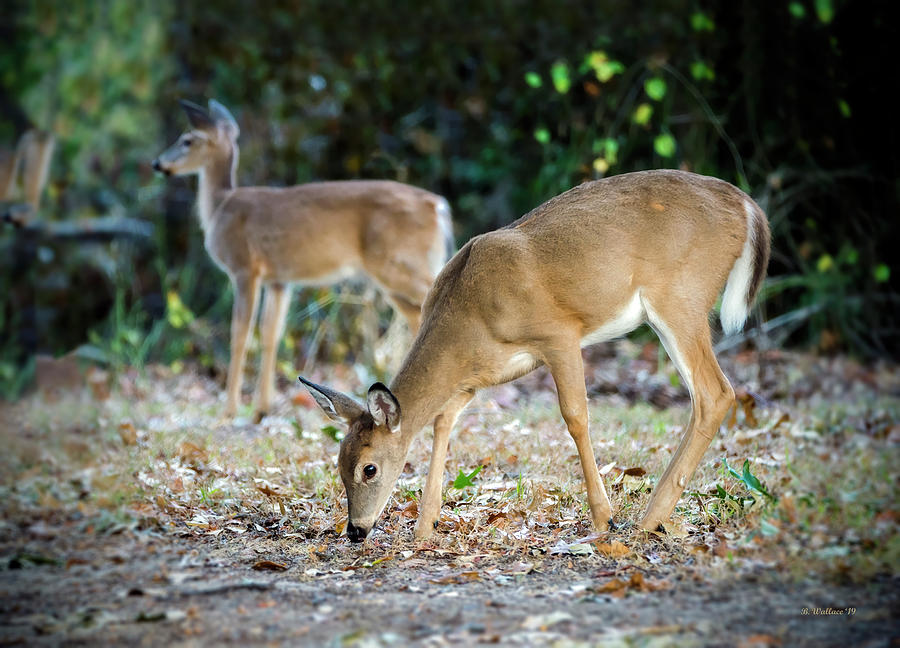 Young Deer In The Evening Photograph by Brian Wallace