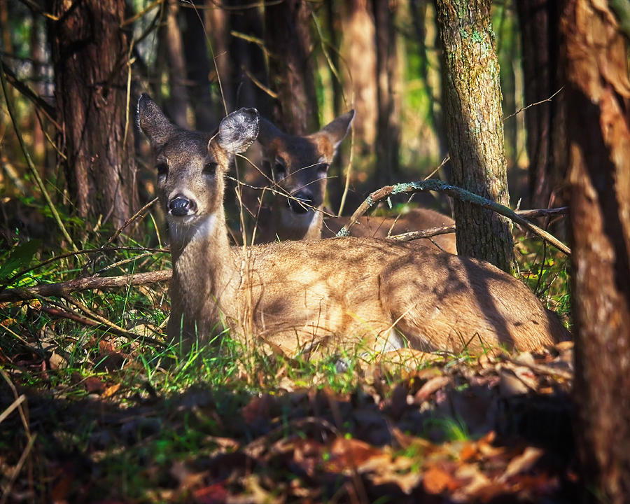 Young Deer Resting In The Woods Photograph