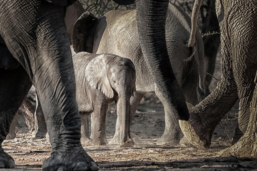 Young Desert Elephant Photograph by Peter Vruggink