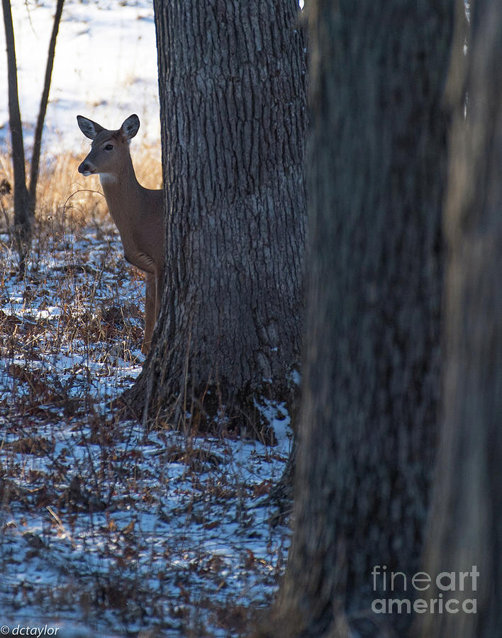 Young Doe Taking a Peek Photograph by David Taylor