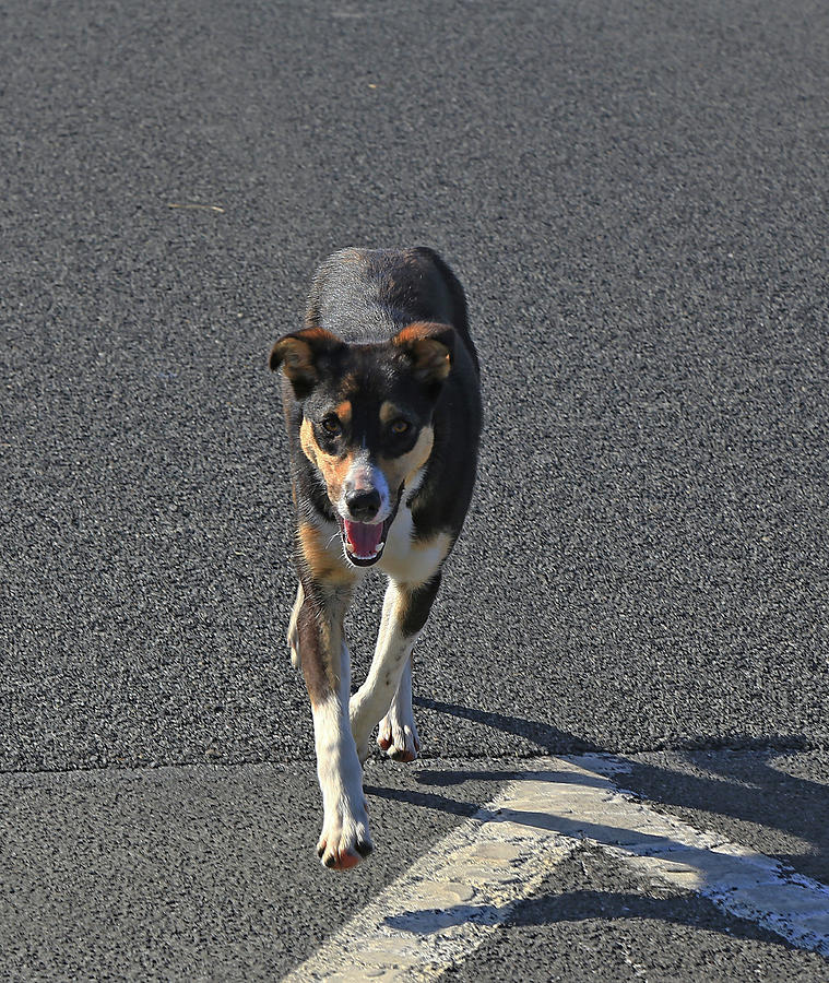 Young Dog by Nareeta Martin Young Dog by Nareeta Martin