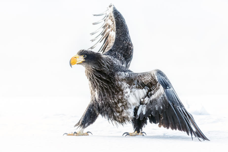 Young Eagle Photograph by Eiji Itoyama