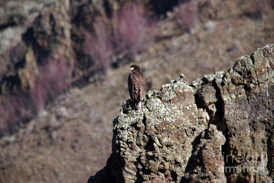 Young Eagle On The Rocks Photograph