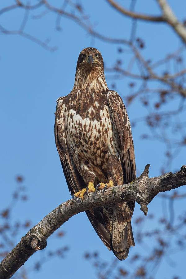 Young Eagle Photograph by Paul Freidlund