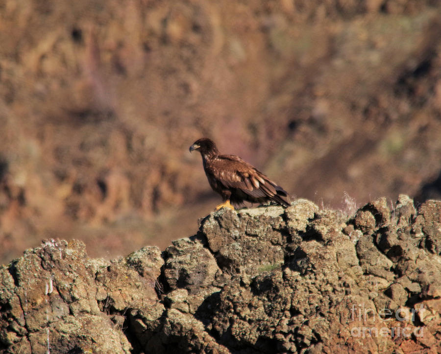 Young Eagle Perched On A Rocky Ledge Photograph