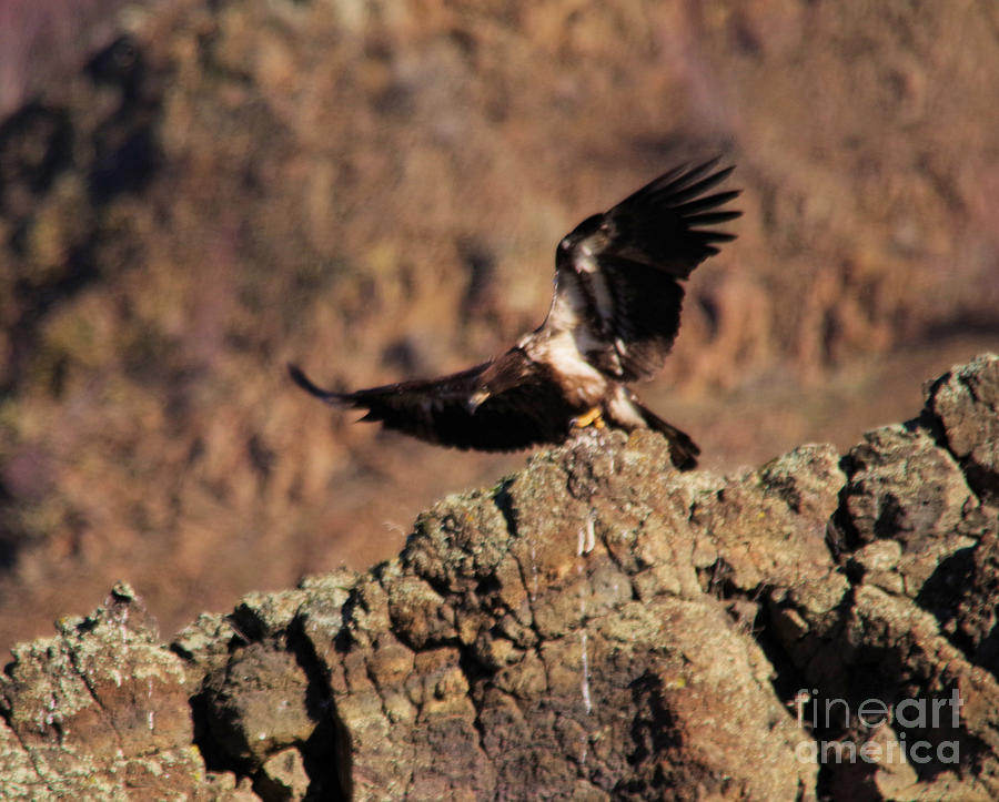 Young Eagle Takes Off Photograph