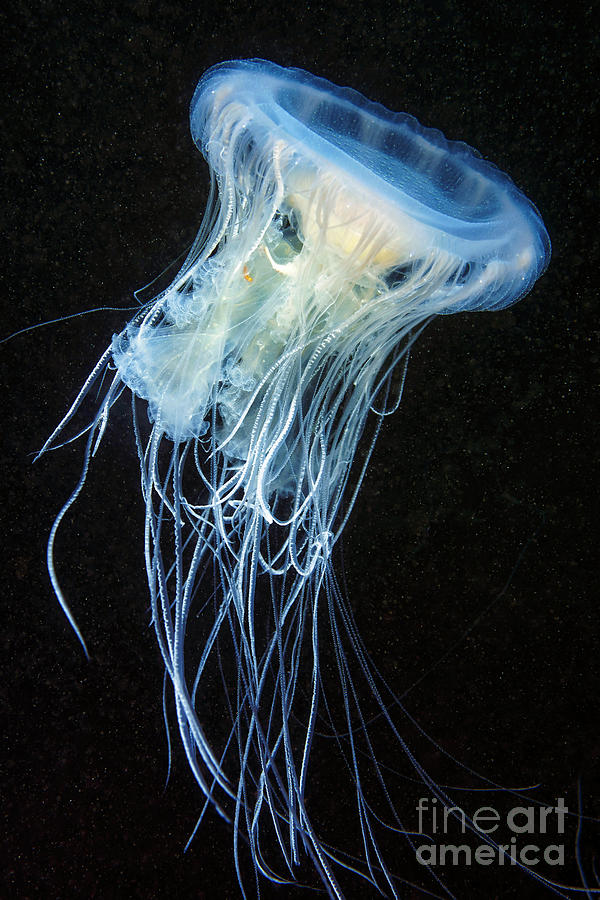 Young Egg-yolk Jellyfish Photograph by Alexander Semenov/science Photo Library