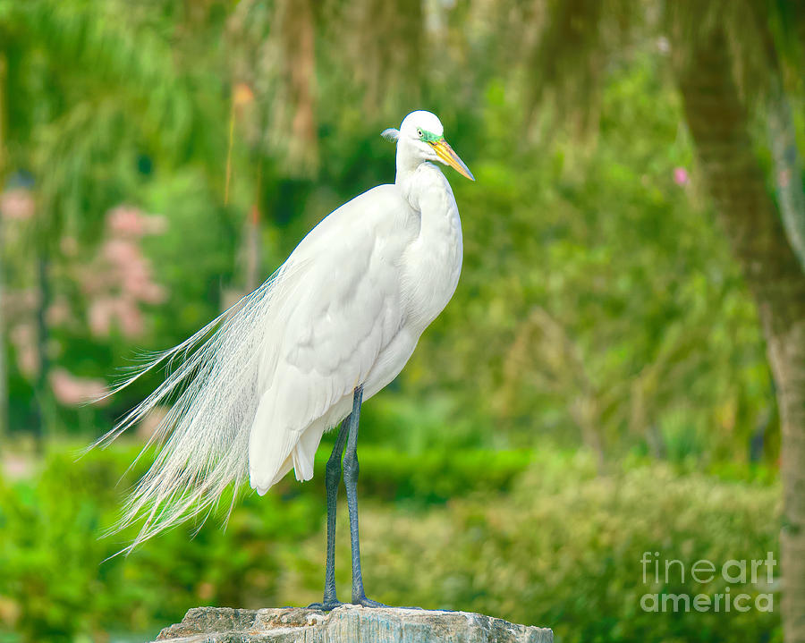 Young Egret Photograph by Judy Kay