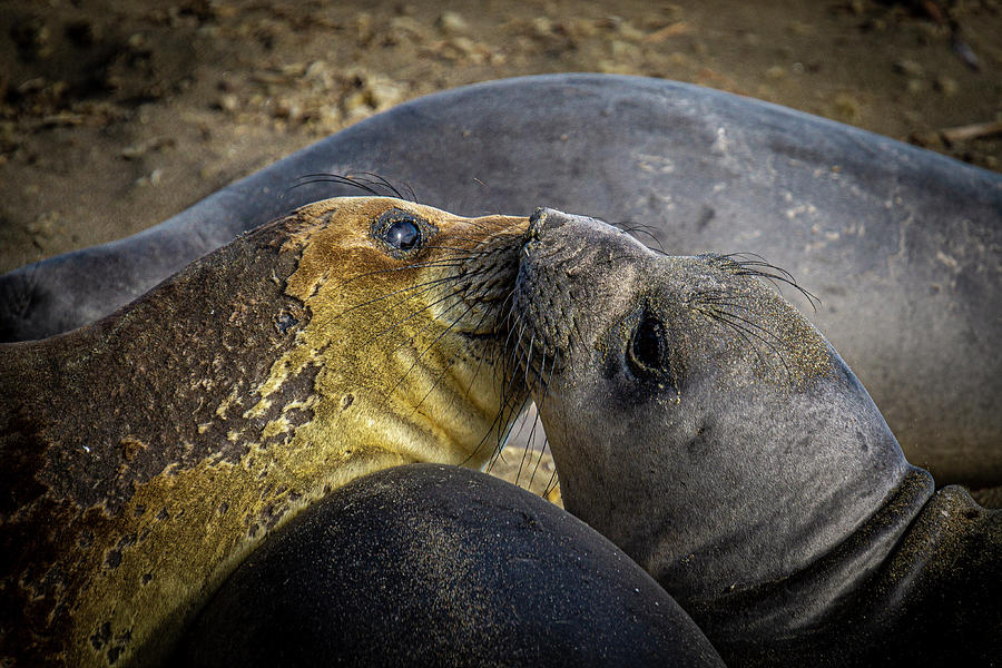 Young elephant seals Photograph by Donald Pash