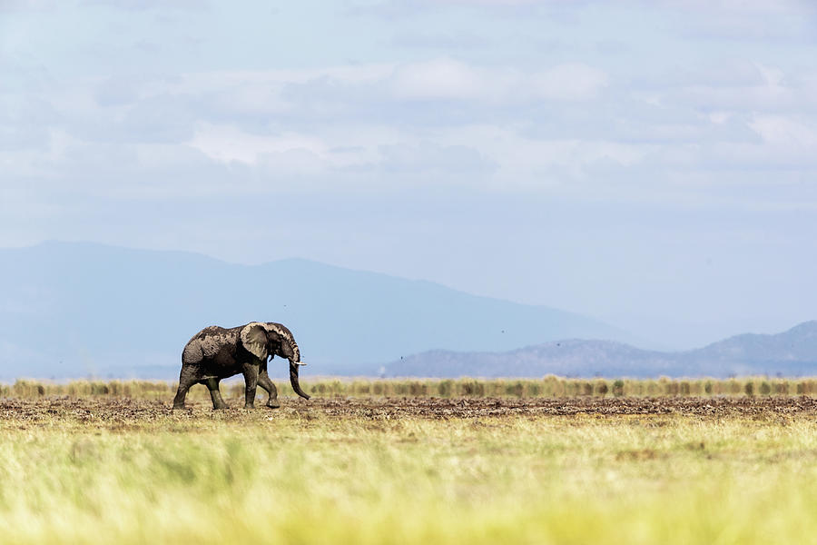 Young Elephant Walking Alone in Amboseli Kenya by Susan Schmitz Young Elephant Walking Alone in Amboseli Kenya by Susan Schmitz
