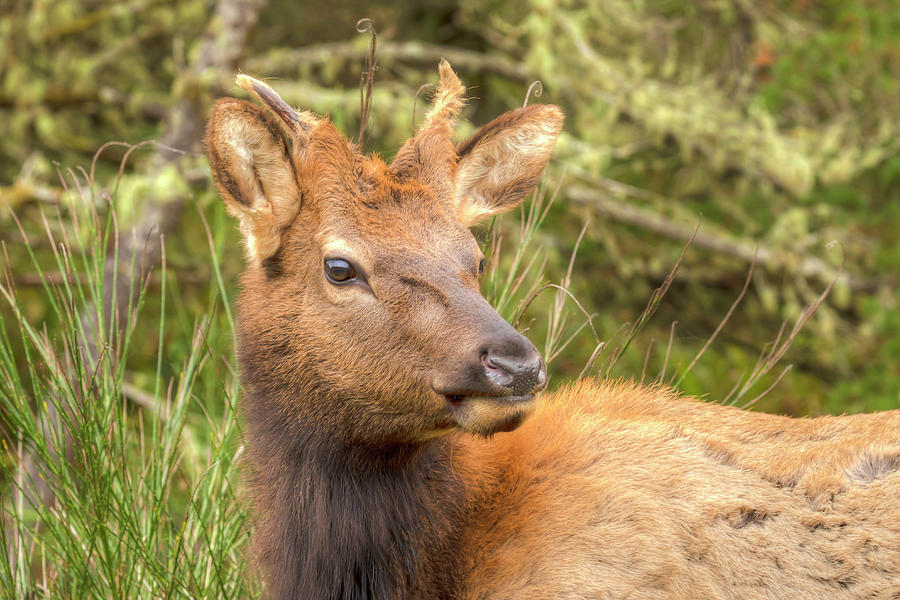Young Elk 0864 Photograph by Kristina Rinell