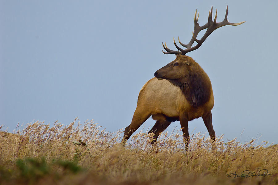 Point Reyes National Seashore Photograph - Young Elk by Steven Dosremedios