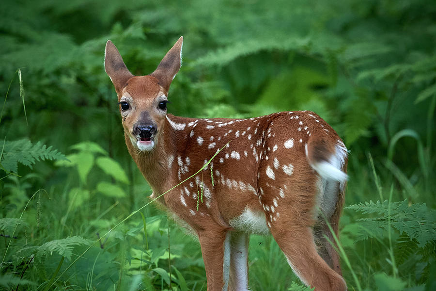 Young Fawn Photograph by Paul Freidlund - Fine Art America