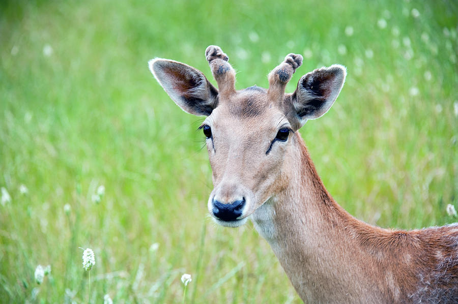 Young Fawn, Red Fallow Deer Buck Photograph by Sharon Vos-arnold