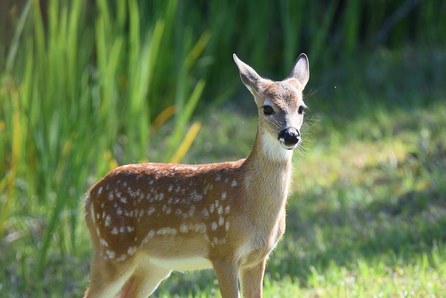 Young Fawn Photograph by Stephen Adgate - Fine Art America