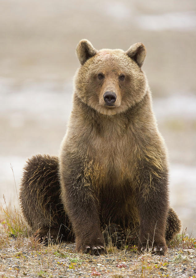 Young Female Brown Bear Ursus Arctos by Eastcott Momatiuk