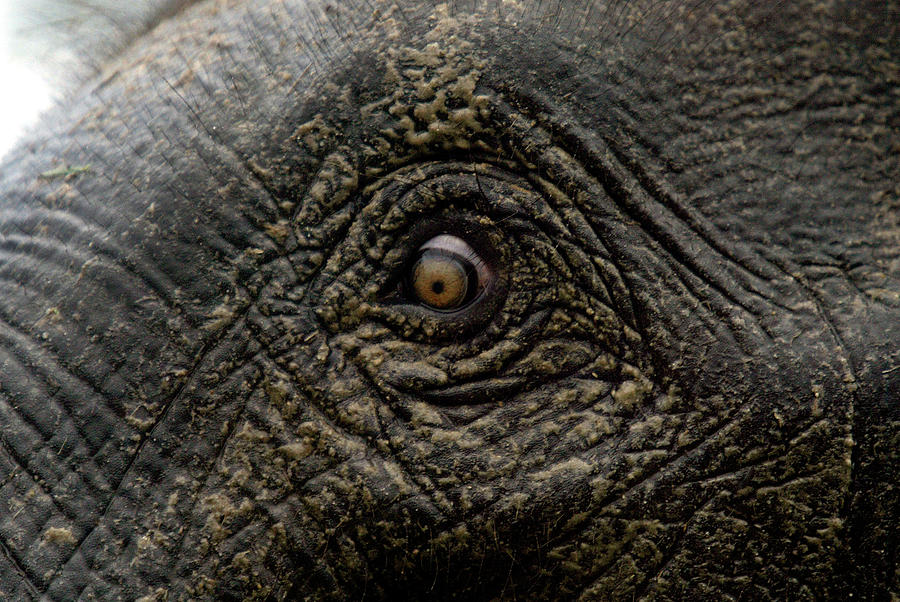 Young Female Elephant At Kings Cup Polo Photograph by Adrees Latif ...