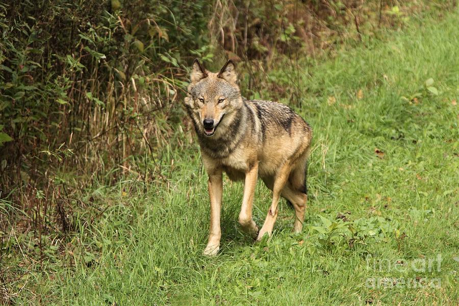 Young Female Gray Wolf #2 Photograph by Teresa McGill - Fine Art America