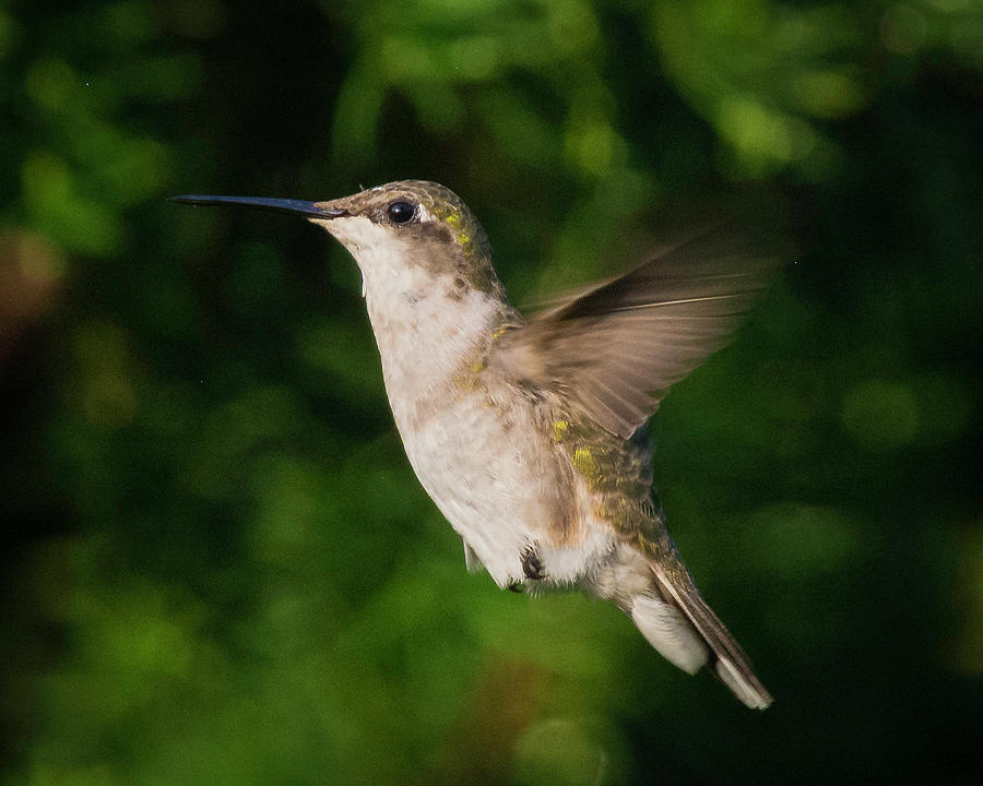 Young Female Ruby Throated Hummingbird Photograph