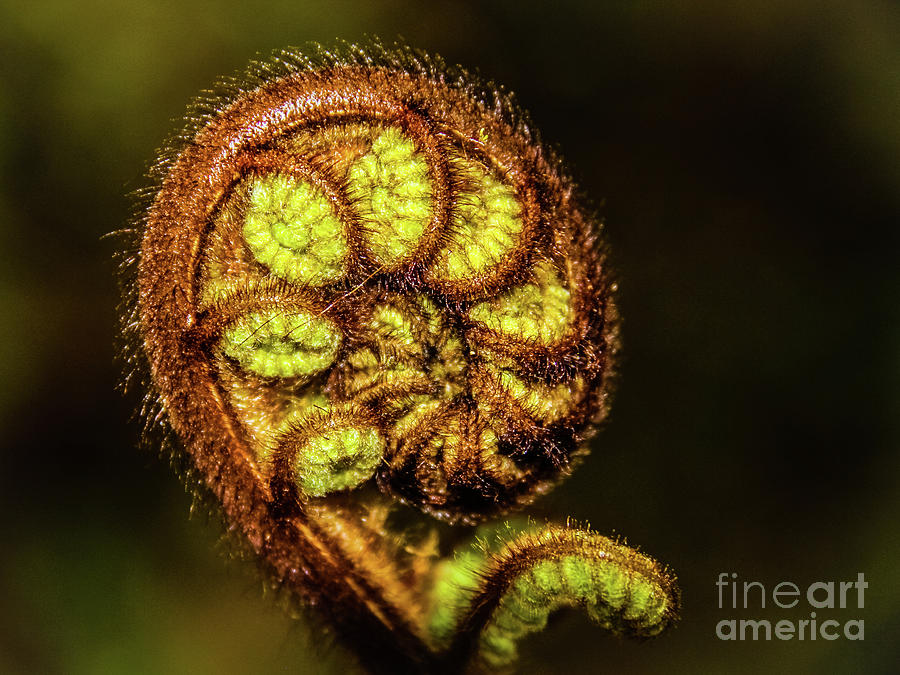 Young fern leaves Photograph by Lyl Dil Creations
