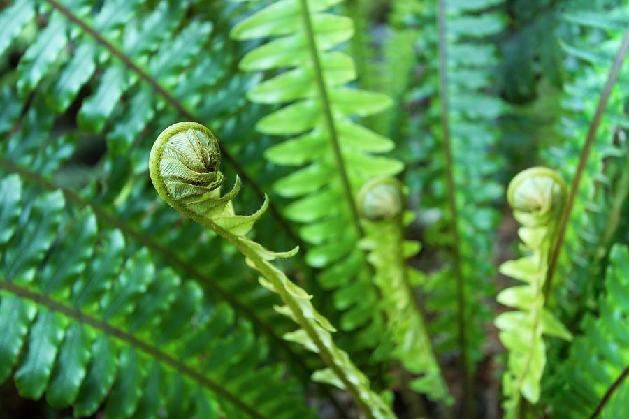 Young Fern Shoot Unrolling Photograph by Picturegarden