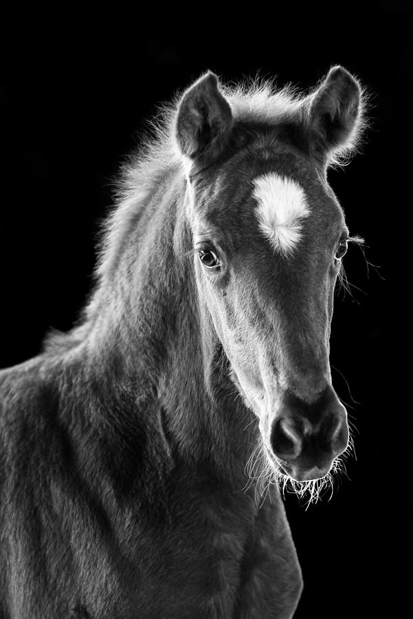 Young Filly Photograph by Ulrike Leinemann