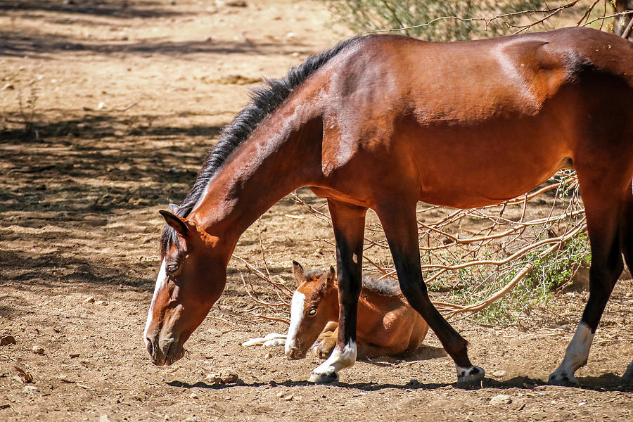 Young Filly with Mom Photograph by Dawn Richards